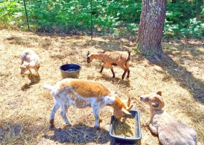 Camping Mobil Avec Terrasse - 3 A - Api-1-52-1411 *